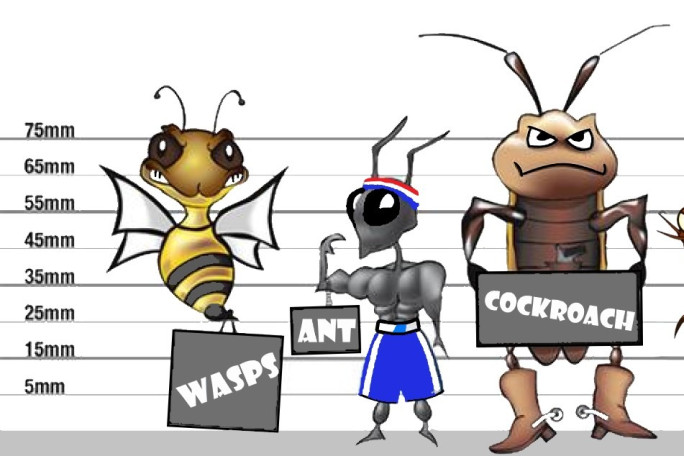 Commercial Cleaning and Pest Control Business for Sale Waiheke Island 