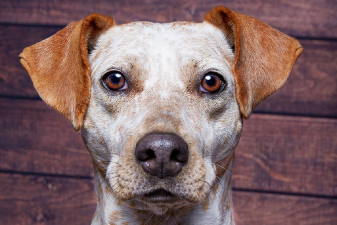 Lifestyle Property & Doggy Day Care Business for Sale Waiuku Auckland 