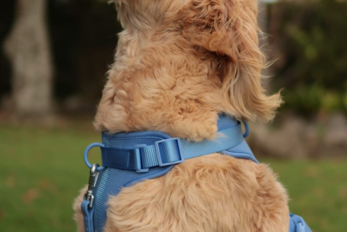 E-Commerce Pet Brand  Business for Sale Kumeu, Auckland