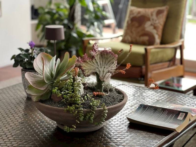 Established Plant Retail Business for Sale Auckland 