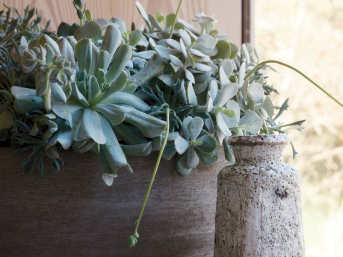 Established Plant Retail Business for Sale Auckland 