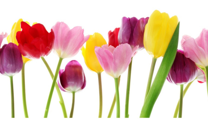 Florist Shop Business for Sale Auckland