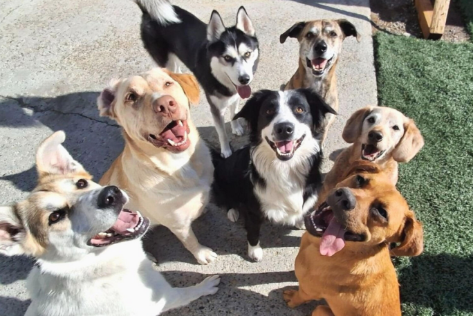 Doggy Daycare Business for Sale Two Auckland Locations