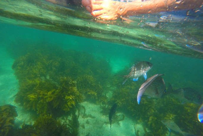Clear Kayak Rental Business for Sale Goat Island Auckland 