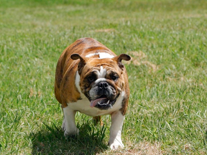 Doggy Daycare Business for Sale Massey Auckland