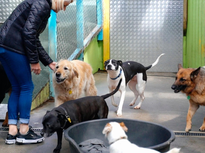 Doggy Daycare Business for Sale Massey Auckland