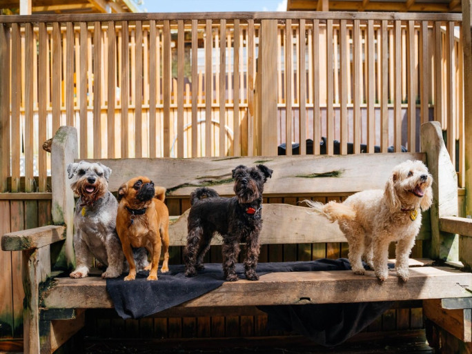 Doggy Daycare Business for Sale Massey Auckland