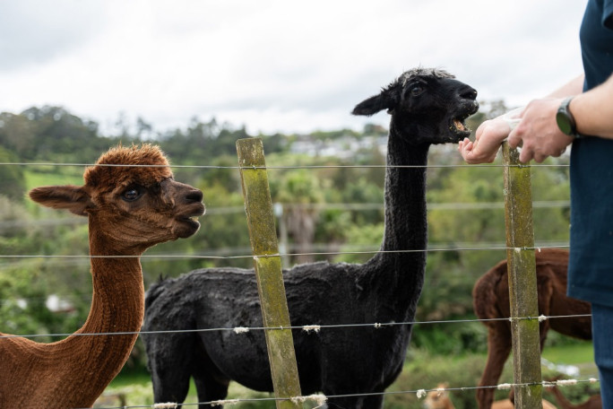 Kiwi Valley Farm Park Business for Sale Henderson Valley Auckland