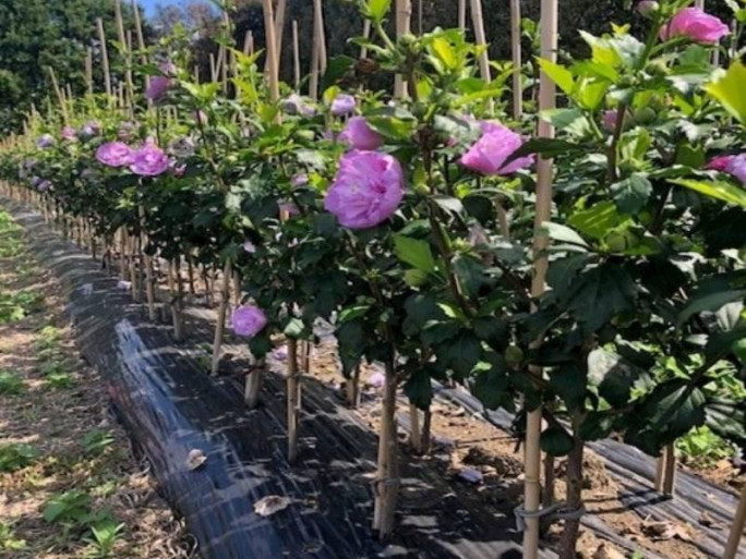 Specialist Nursery Business for Sale Auckland 
