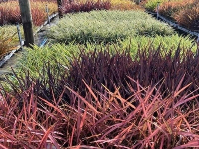 Specialist Nursery Business for Sale Auckland 