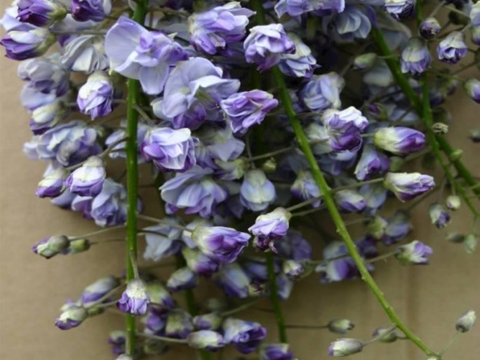 Specialist Nursery Business for Sale Auckland 