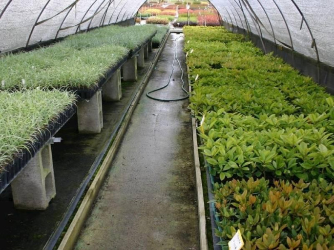 Specialist Nursery Business for Sale Auckland 