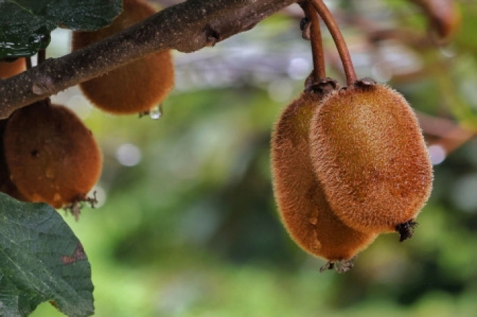 Specialist Horticultural Services  Business for Sale Tauranga 