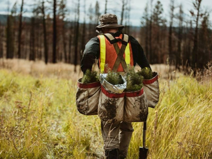Silviculture Specialist Business for Sale Cantebury 