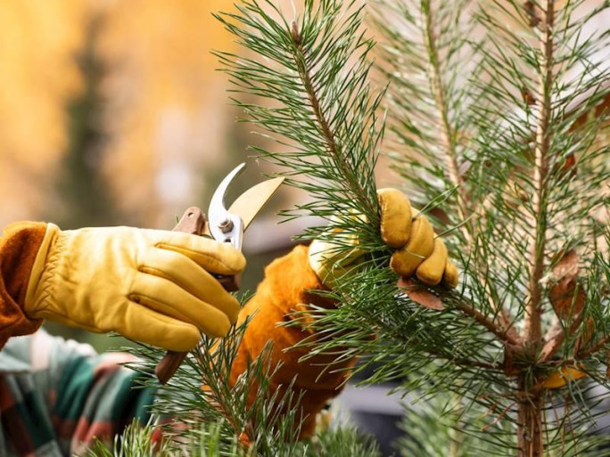 Silviculture Specialist Business for Sale Cantebury 