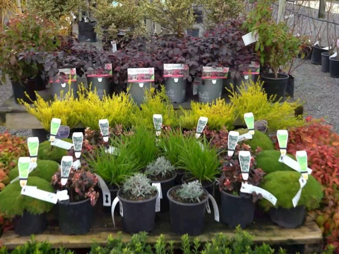 Tree Nursery Business for Sale Christchurch 
