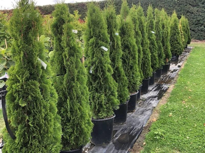 Tree Nursery Business for Sale Christchurch 