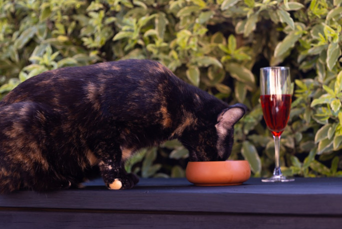 Luxury Pet Products Business for Sale Cambridge