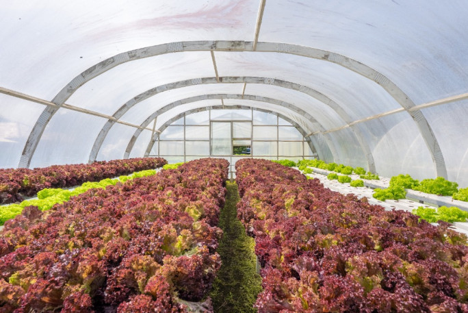 Hydroponic Business for Sale Waverley  
