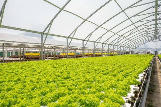 Hydroponic business Business for Sale Waverley  