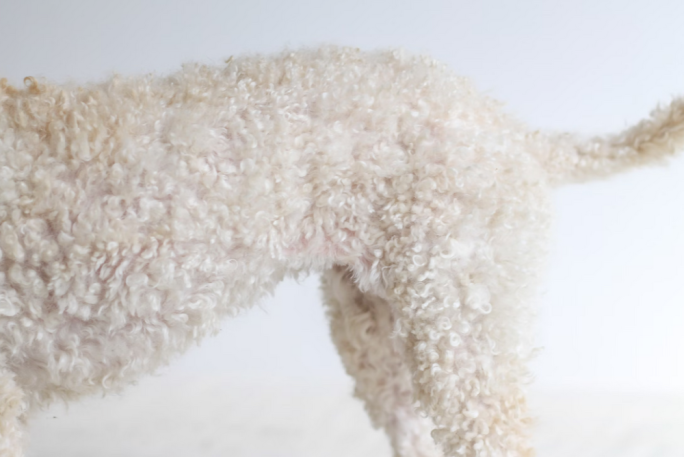 Mobile Dog Grooming Business for Sale Nelson NZ BizBuySell