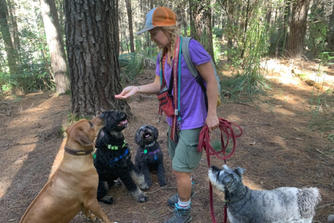 Professional Dog Walking  Business for Sale Motueka and Mapua