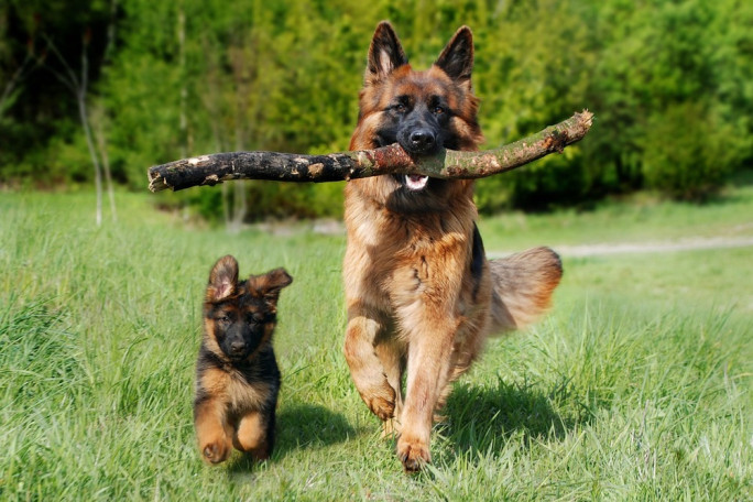 Pet Food Distribution Business for Sale NZ Anywhere 