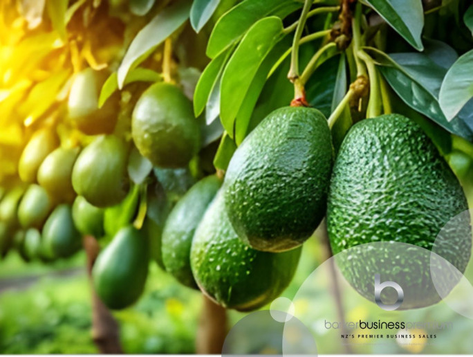 Avocado Orchard Business for Sale Far North