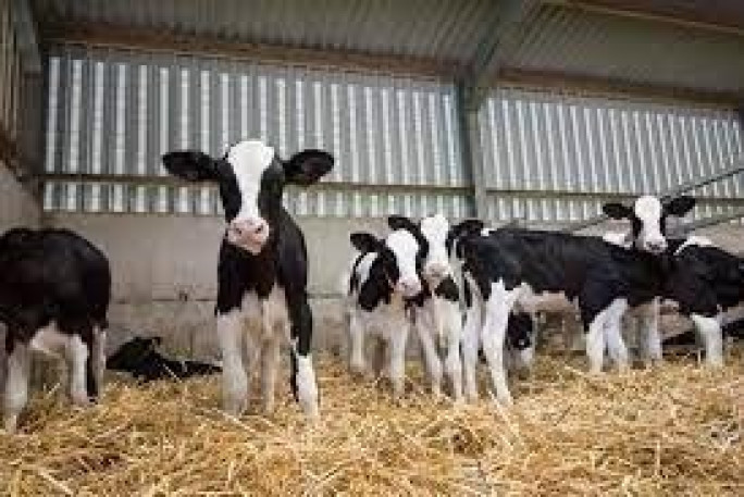 Farm and Building Supply Business for Sale Kerikeri