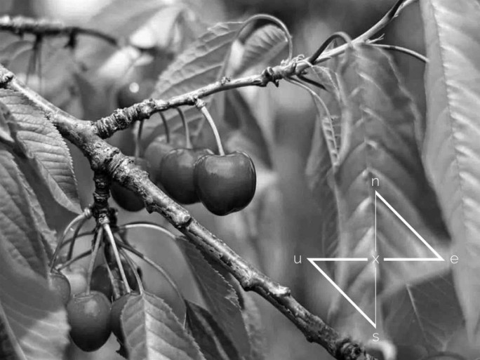 6 Cherry Orchards Business for Sale Central Otago 