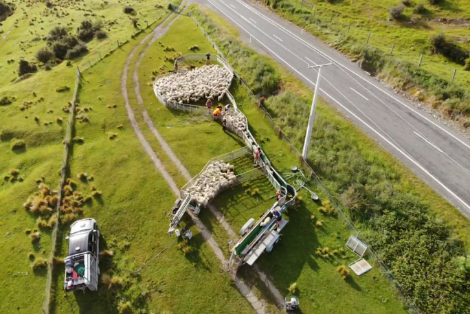 Sheep Handling Business for Sale Ranfurly Sheep Handling Business for Sale Ranfurly