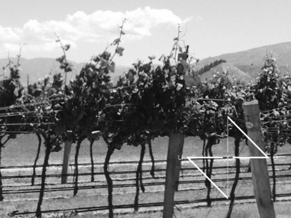 Vineyard Business for Sale Central Otago