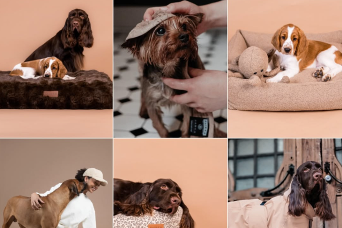 Online pet Business Opportunity for Sale Wanaka 