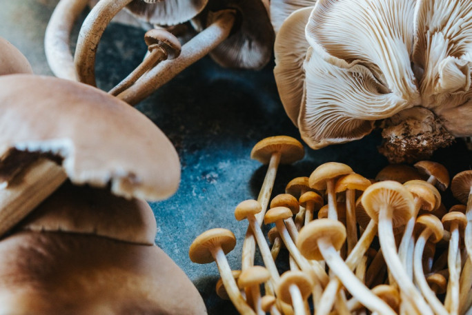 Mushroom Farm Business for Sale Queenstown  Mushroom Farm Business for Sale Queenstown