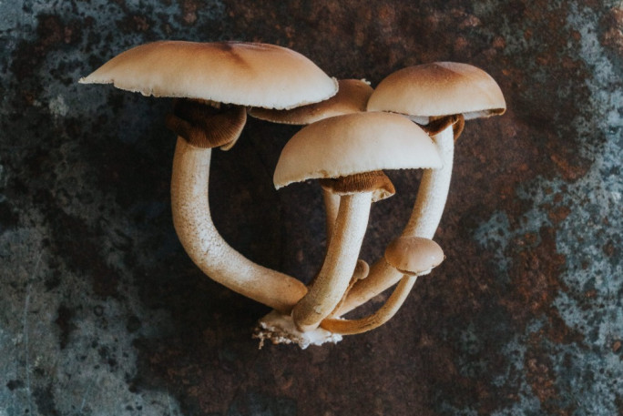 Mushroom Farm Business for Sale Queenstown  Mushroom Farm Business for Sale Queenstown