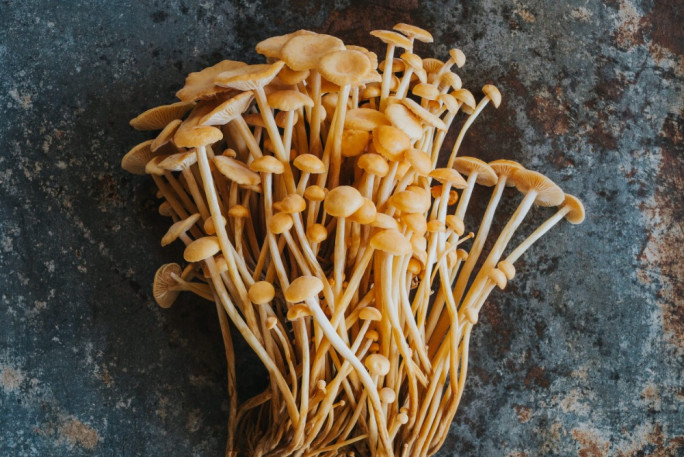 Mushroom Farm Business for Sale Queenstown  Mushroom Farm Business for Sale Queenstown