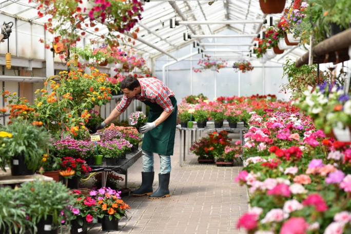 Garden Centre Business for Sale Tauranga