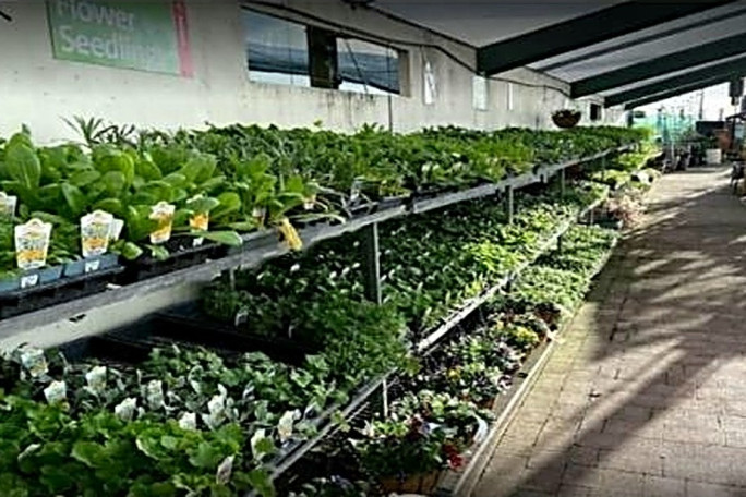 Garden Centre Business for Sale Tauranga 