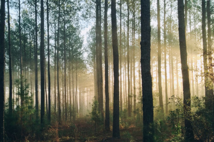 Forestry Management Business for Sale Waikato Forestry Management Business for Sale Waikato