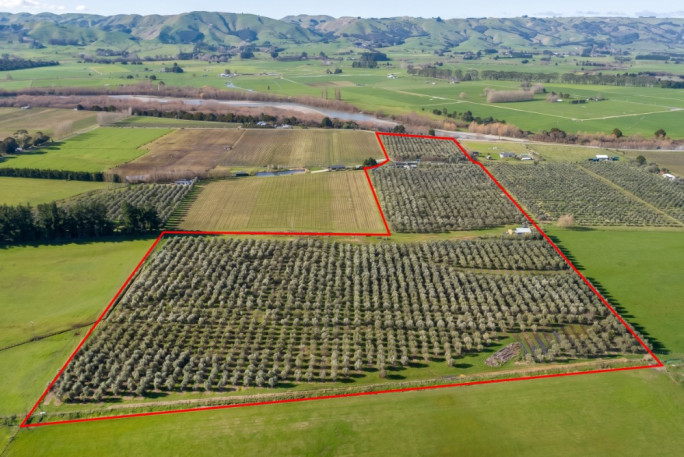 Olive Grove Business for Sale Carterton 