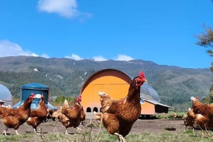 Free Range Eggs Business for Sale Westport