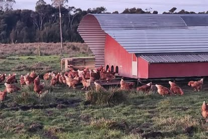Free Range Eggs Business for Sale Westport 