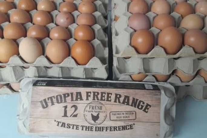 Free Range Eggs Business for Sale Westport 