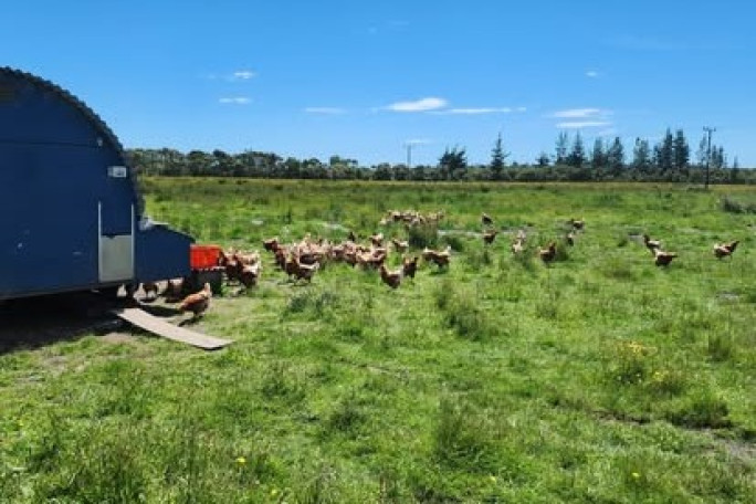 Free Range Eggs Business for Sale Westport 