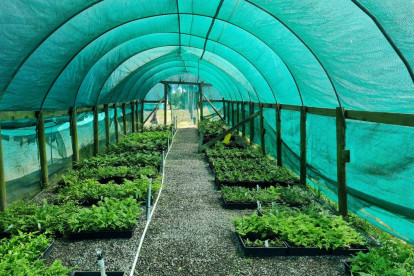 Wholesale Horticulture Business for Sale Westport