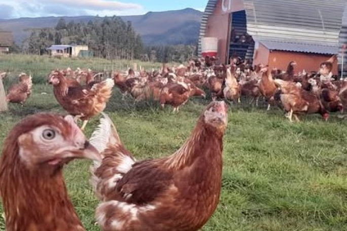 Free Range Eggs Business for Sale westport 