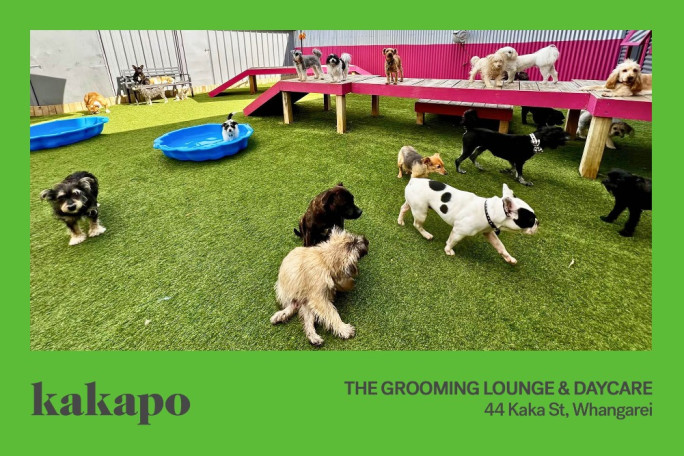 Doggy Daycare, Dog Wash, Dog Grooming Business for Sale 44 Kaka Street, Whangarei 